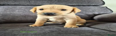 Labrador Retriever Puppy 2