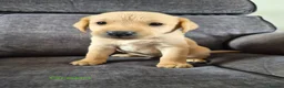 Labrador Retriever dogs for sale: KC Registered Labrador Puppies  in Dorchester - Advert 9