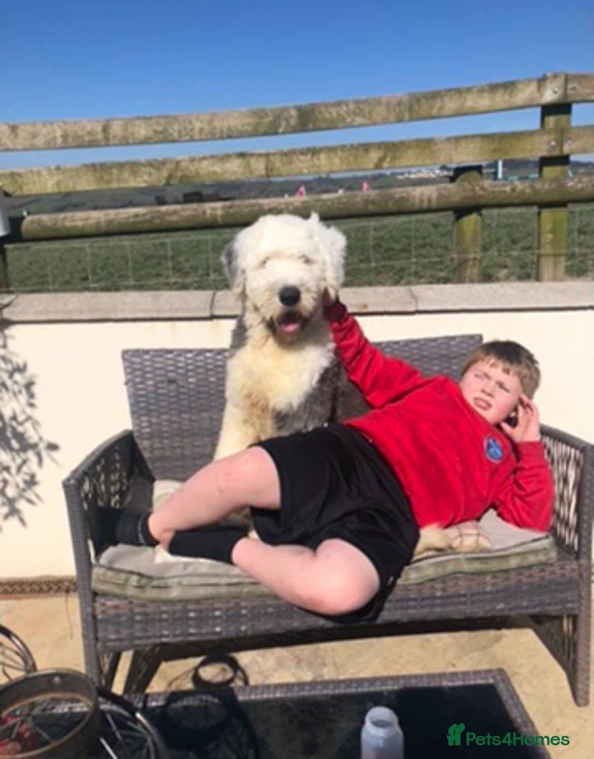 Old English Sheepdog dogs for sale: Old English sheep dog kc - Advert 1