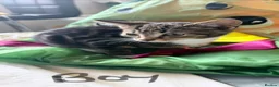 Domestic Shorthair cats for sale: Domestic Shorthair Tabby - Advert 34