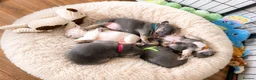 French Bulldog dogs for sale: Adorable French bulldog pups for sale  in Ware - Advert 4
