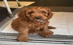 Cockapoo dogs for sale: F1 SHOW TYPE COCKAPOO EXTENSIVELY HEALTH TESTED  - Image 4