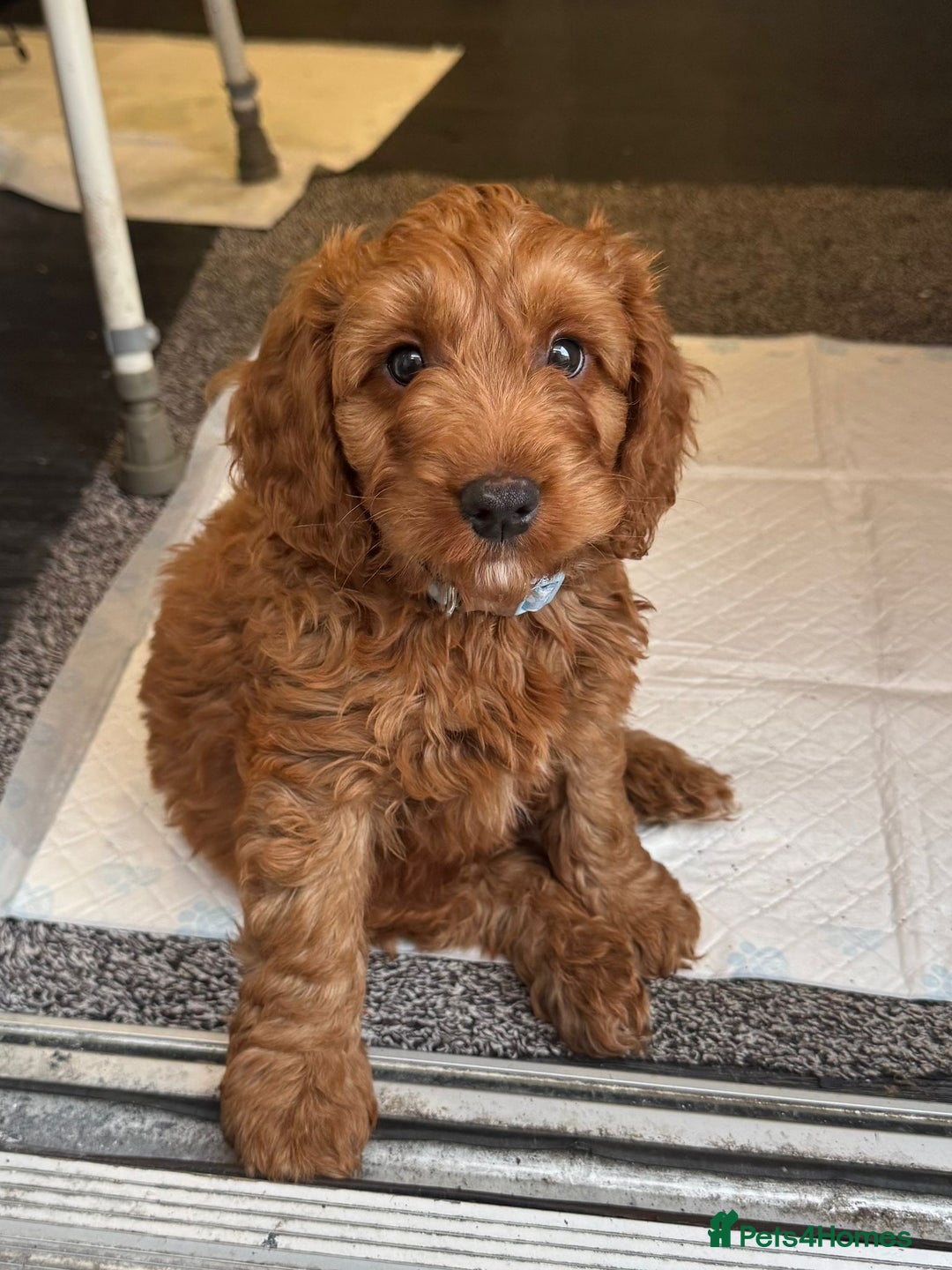 Cockapoo dogs for sale: F1 SHOW TYPE COCKAPOO EXTENSIVELY HEALTH TESTED  - Image 4