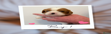 Cavalier King Charles Spaniel Puppy 1