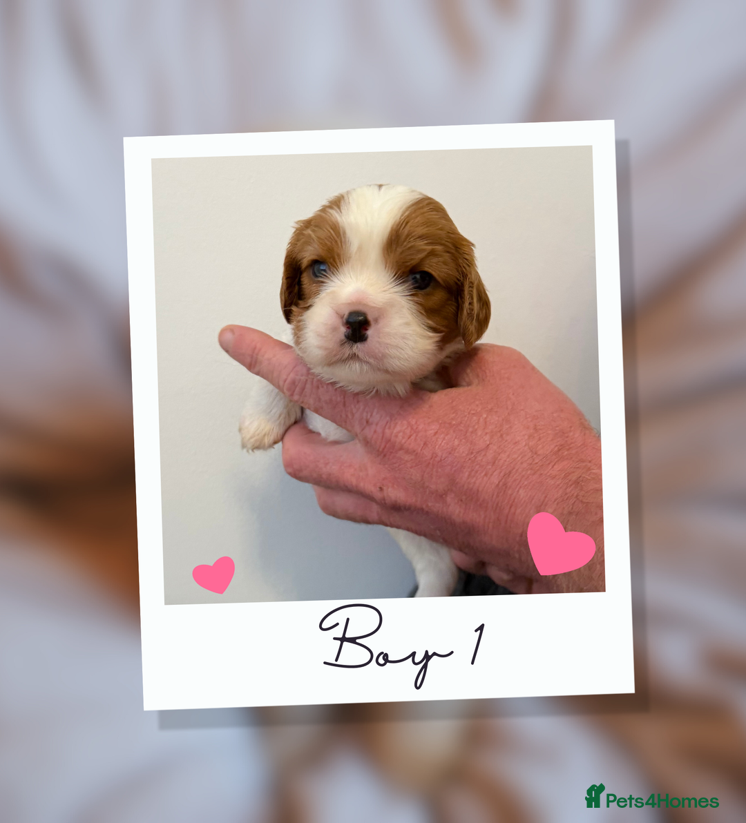 Cavalier King Charles Spaniel dogs for sale: KC Cavalier King Charles Spaniel 🧬 Tested Parents - Advert 8