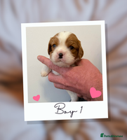 Cavalier King Charles Spaniel dogs - Advert 2