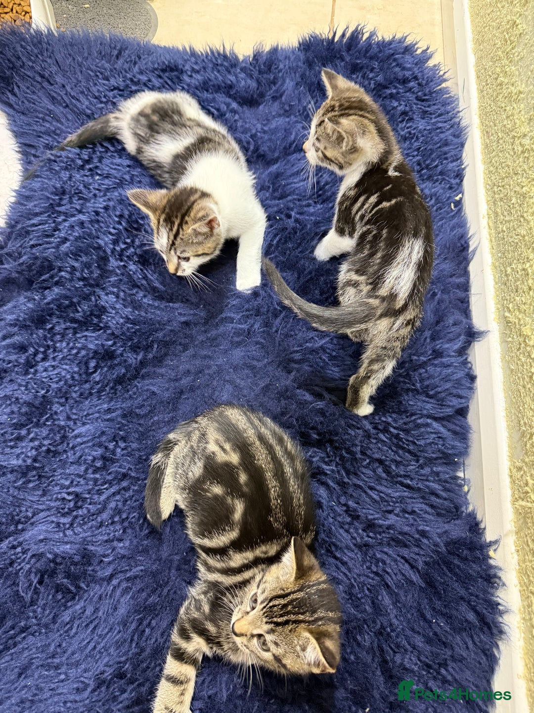 Mixed Breed cats for sale: Beautiful kittens for sale - Image 3
