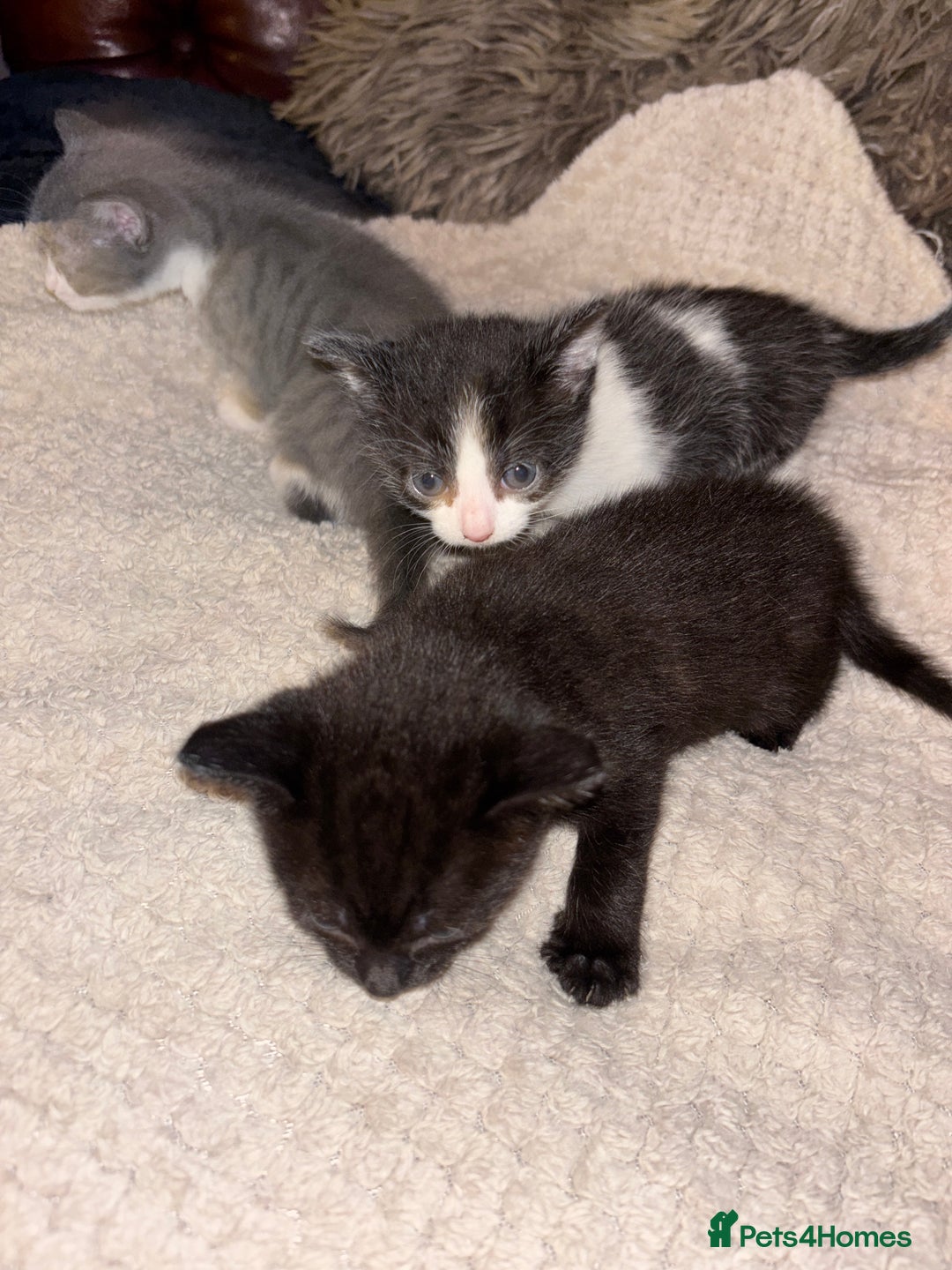 Mixed Breed cats for sale: 2 beautiful kittens left  - Image 10