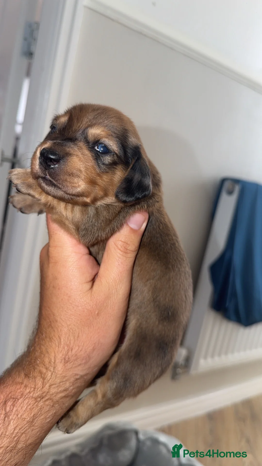 Miniature Dachshund dogs for sale: 6 miniature dachshund  - Advert 17