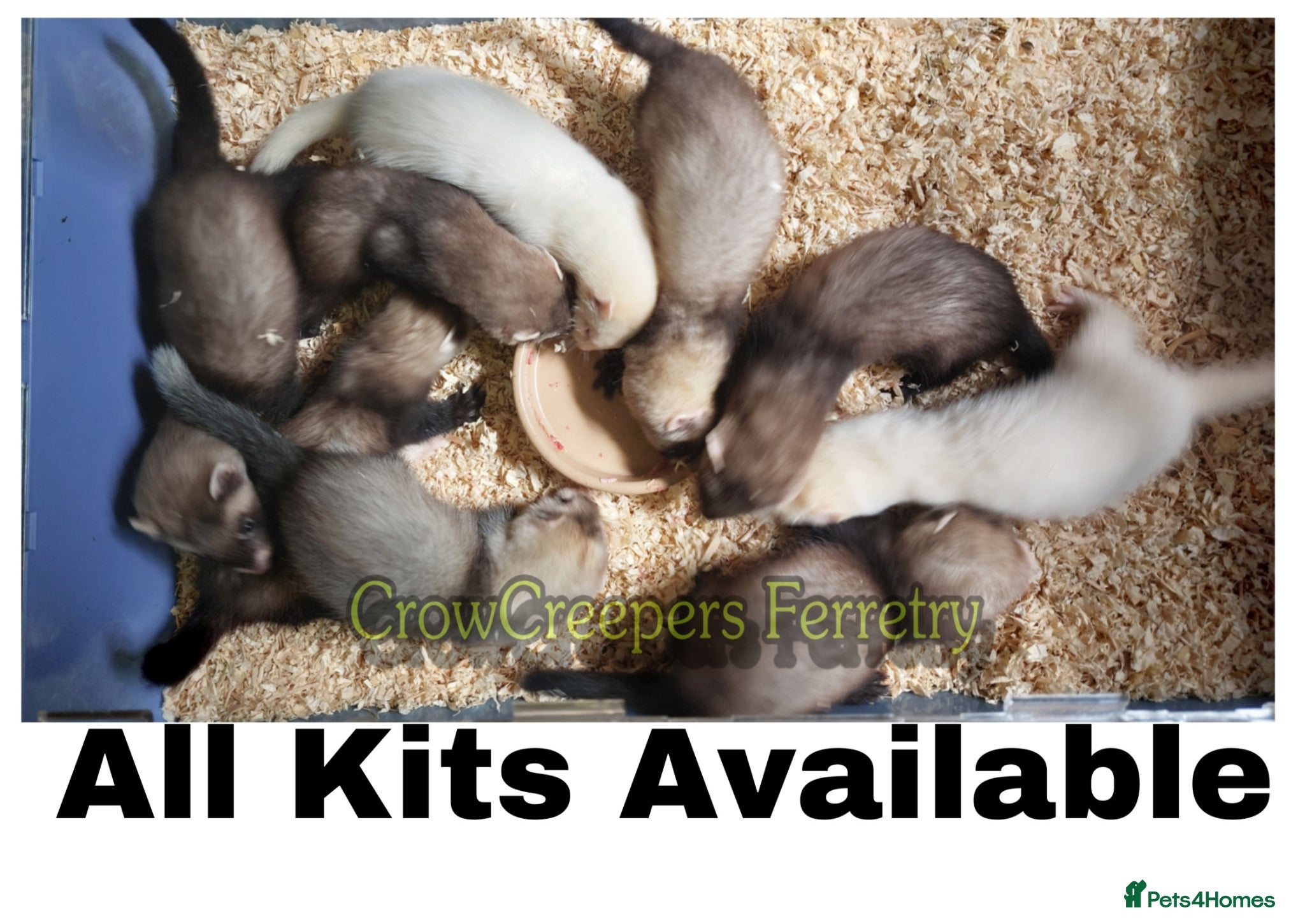 Ferret rodents Ferret Kits for Sale - Advert 1