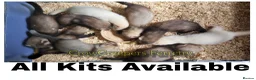 Ferret rodents for sale: Ferret Kits for Sale - Advert 1