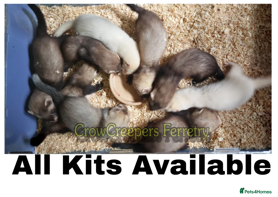 Ferret rodents for sale: Ferret Kits for Sale - Advert 1