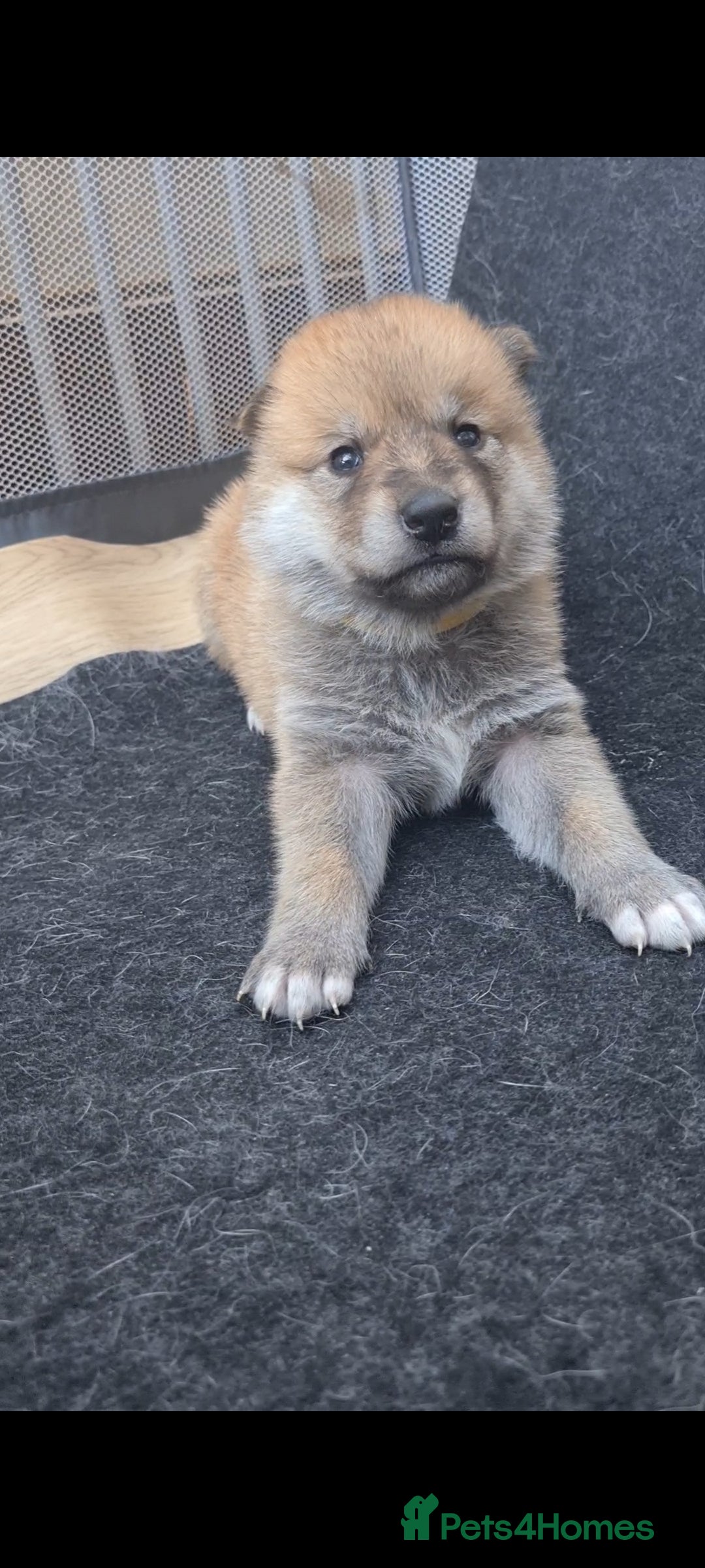 Mixed Breed dogs for sale: Czech Wolfdog × Akita/Malamute Puppies - Advert 28