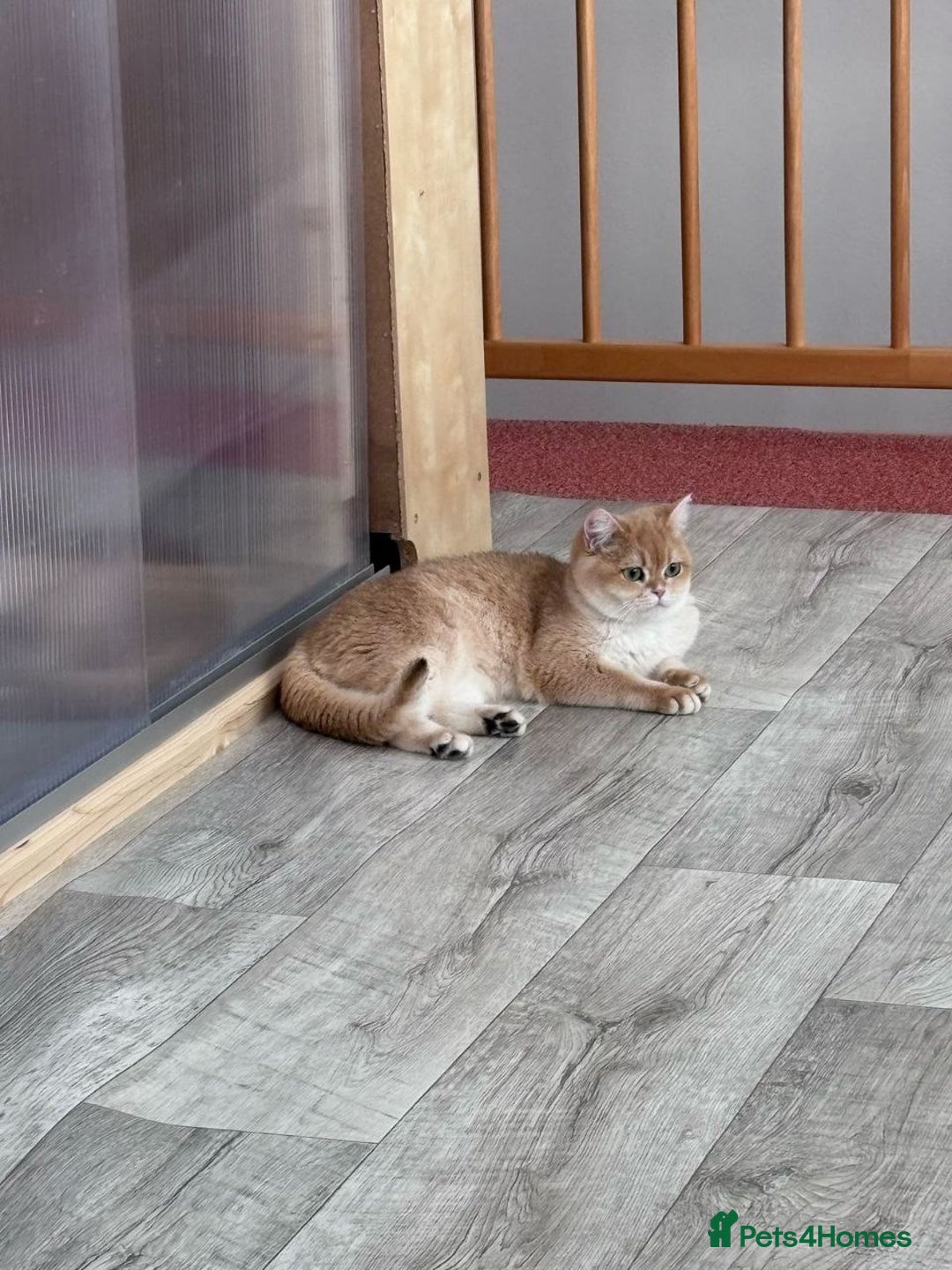 British Shorthair cats for sale: Charming British golden chinchillas - Advert 29