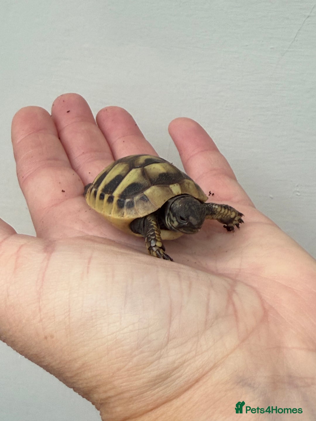 Hermann Tortoise reptiles for sale: Baby hermanns tortoises for sale and setups  - Image 6
