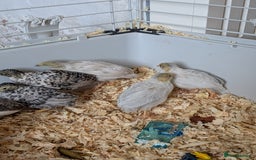 Quail poultry for sale: Button quail - Image 7