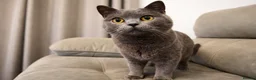 British Shorthair cats for sale: Beautiful British Shorthair female  - Advert 1