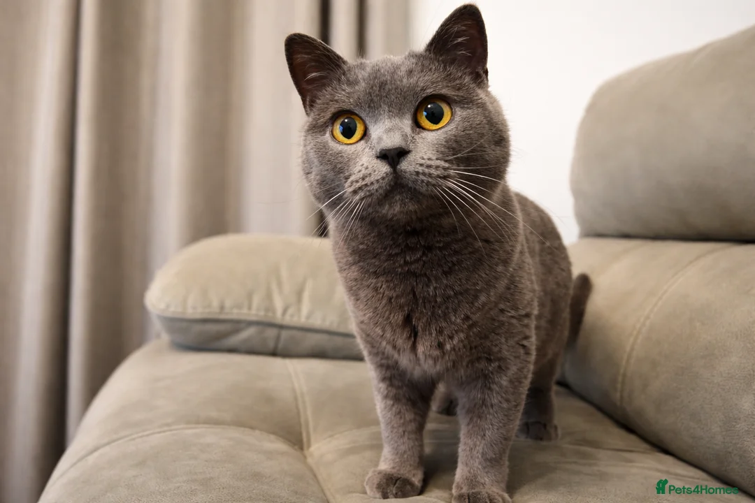 British Shorthair cats for sale: Beautiful British Shorthair female  - Advert 1