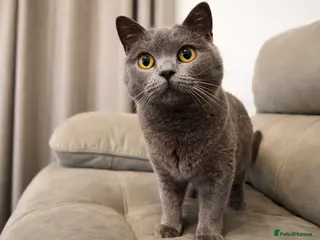 British Shorthair cats Beautiful British Shorthair female - Advert 2