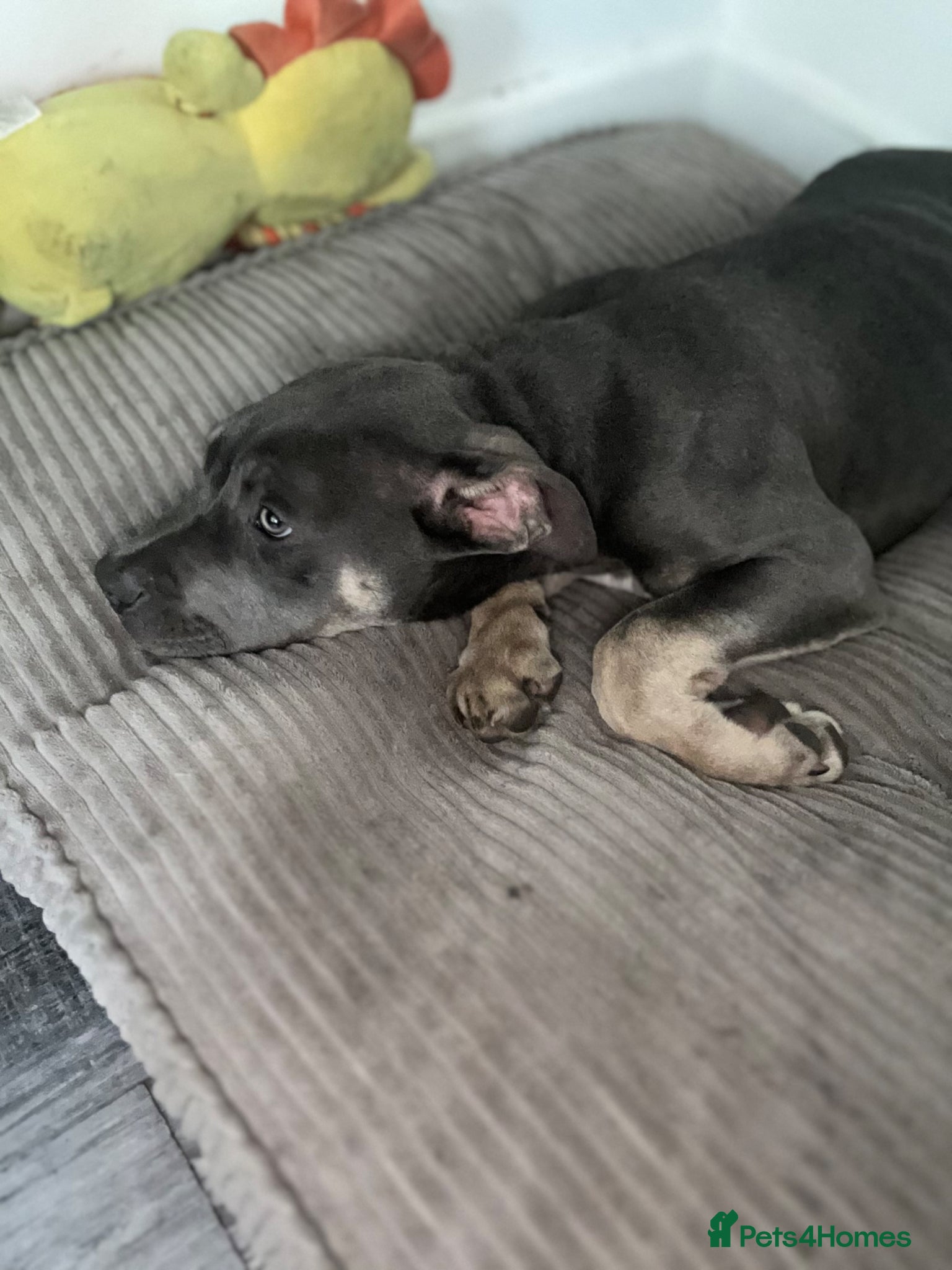 Bandog dogs Blue American bulldog cross mastiff  - Advert 3