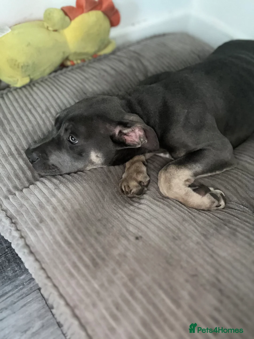 Bandog dogs for sale: Blue American bulldog cross mastiff  in Sheerness - Advert 1