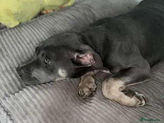 Bandog dogs Blue American bulldog cross mastiff - Advert 3