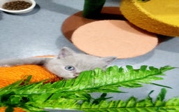 British Shorthair cats for sale: BRITISH SHORT-HAIR KITTENS   - Image 14