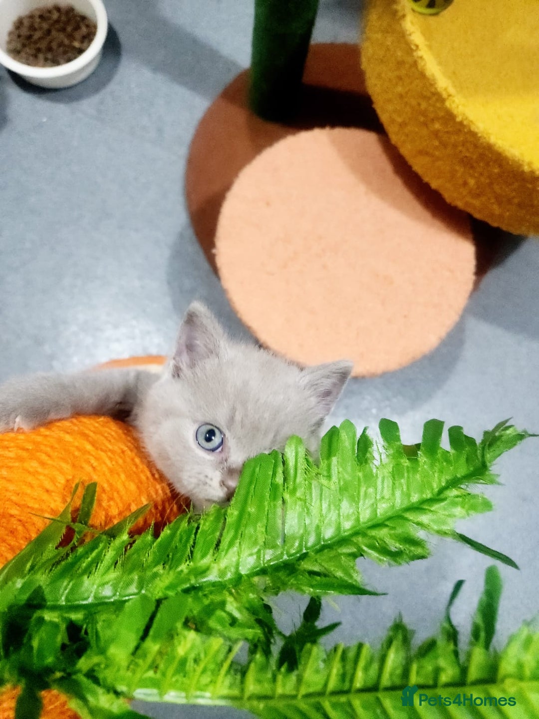 British Shorthair cats for sale: BRITISH SHORT-HAIR KITTENS   - Image 14