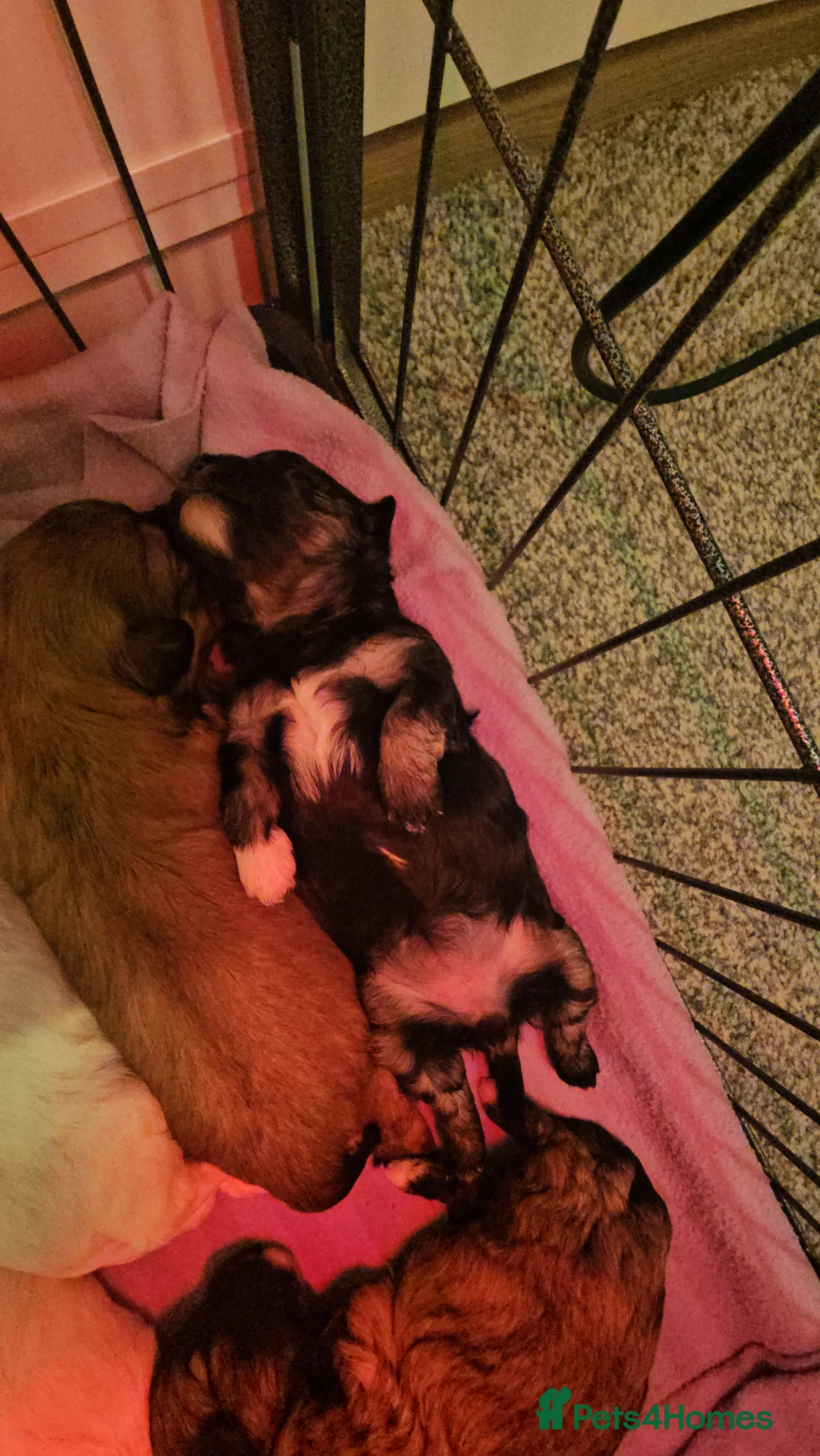 Bichon Frise dogs for sale: Bichon puppies in Luton - Advert 11