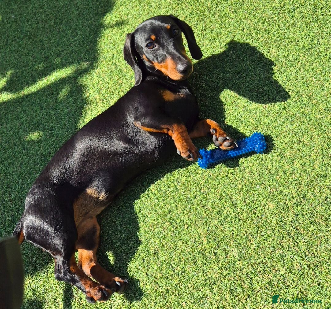 Miniature Dachshund dogs 1 boy black and tan minature left - Advert 1