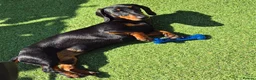 Miniature Dachshund dogs for sale: 1 boy black and tan minature left - Advert 1