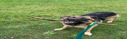 Mixed Breed dogs for sale: 2 year old mixed breed - Advert 7