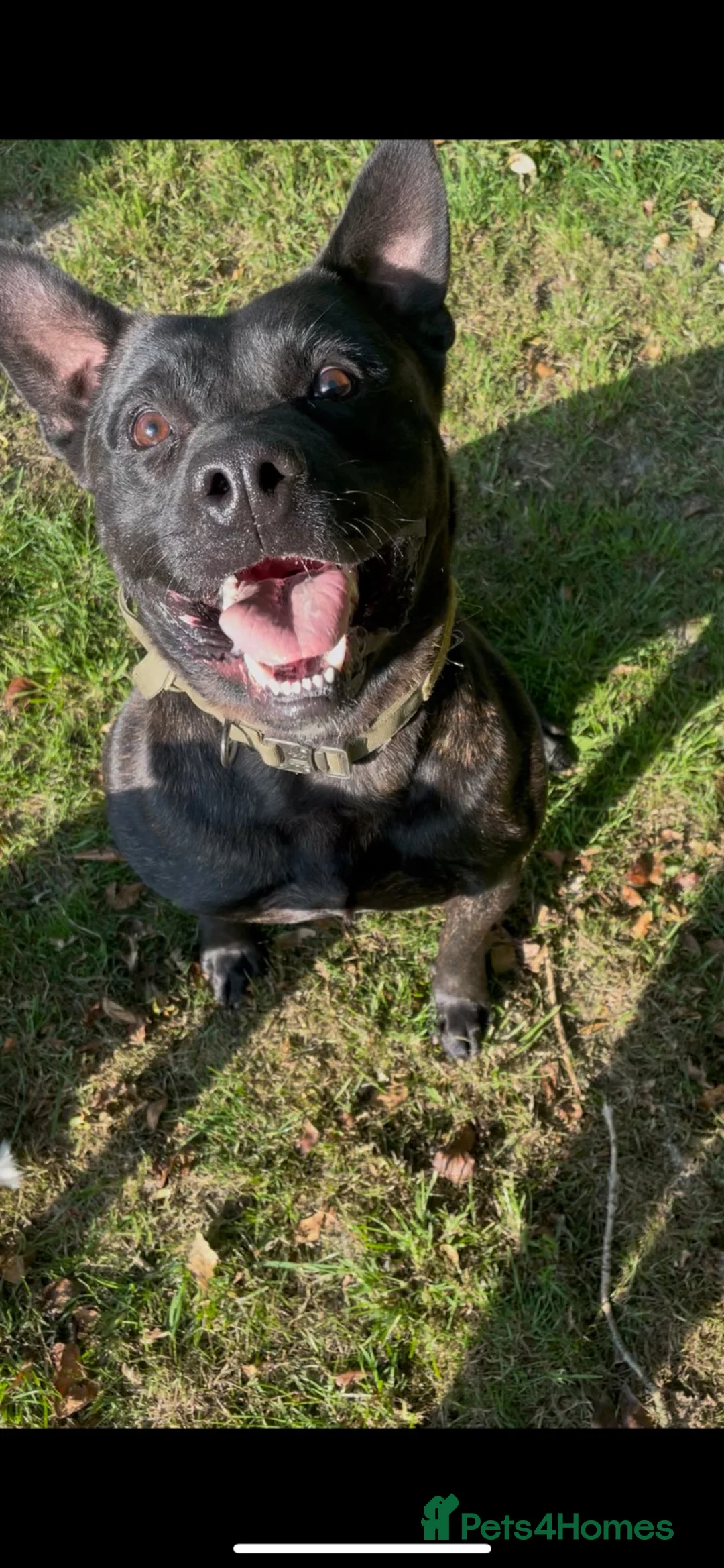 Mixed Breed dogs for sale: Zues much loved dog looking for new home  in Oxted - Advert 2