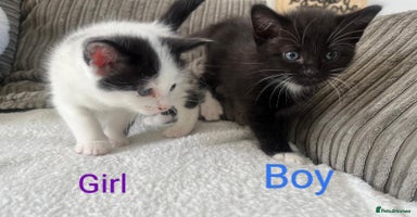 Mixed Breed cats - Advert 5
