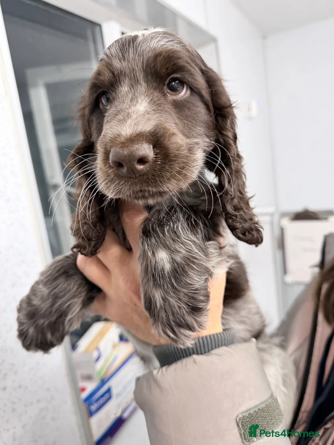 Cocker Spaniel dogs for sale: Kc reg cocker spaniel puppies - Advert 9