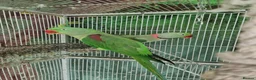 Parrots birds for sale: Pair Alexandrine Parakeets + Tall Wheeled Cage in Cannock - Advert 3