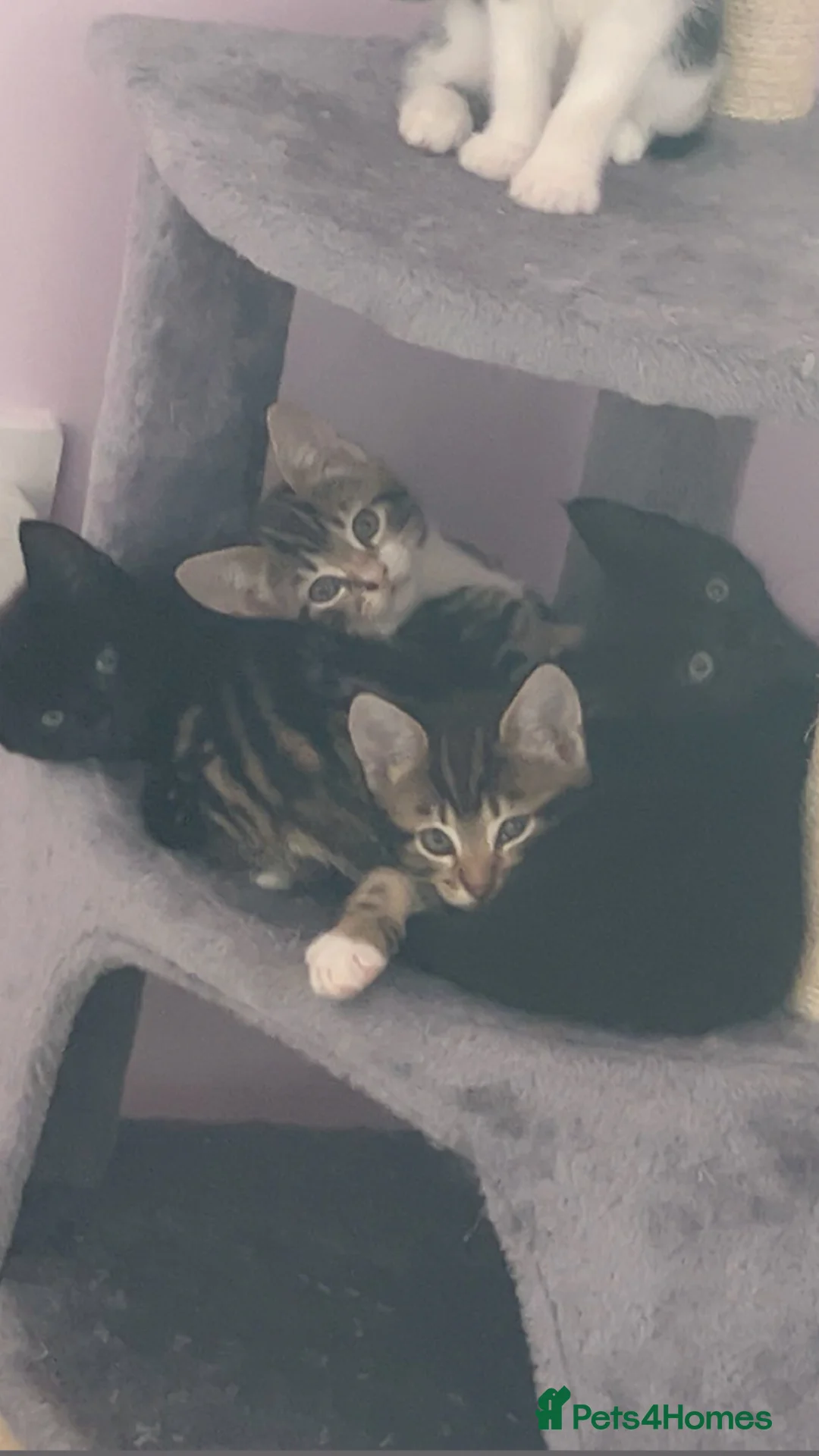 Domestic Shorthair cats for sale: 5 Beautiful Kittens💕 - Advert 4