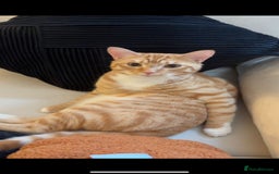 Mixed Breed cats for sale: Make ginger looking for forever home - Image 1