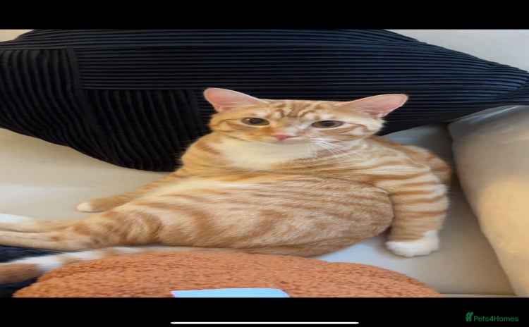 Mixed Breed cats - Advert 1