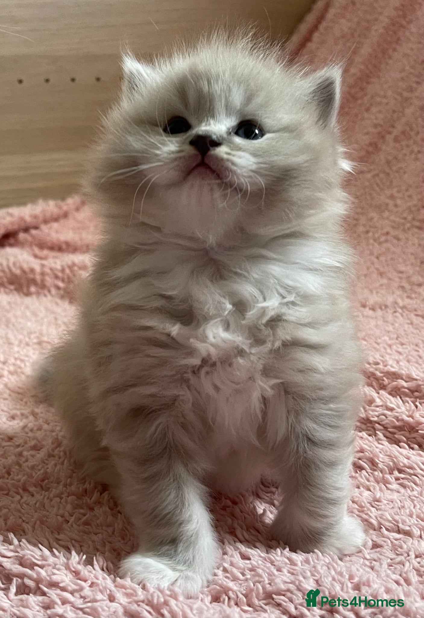 Ragdoll cats TICA Registered Ragdoll Kittens - Advert 7