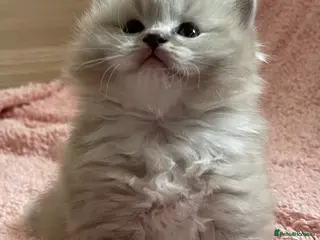 Ragdoll cats TICA Registered Ragdoll Kittens - Advert 7