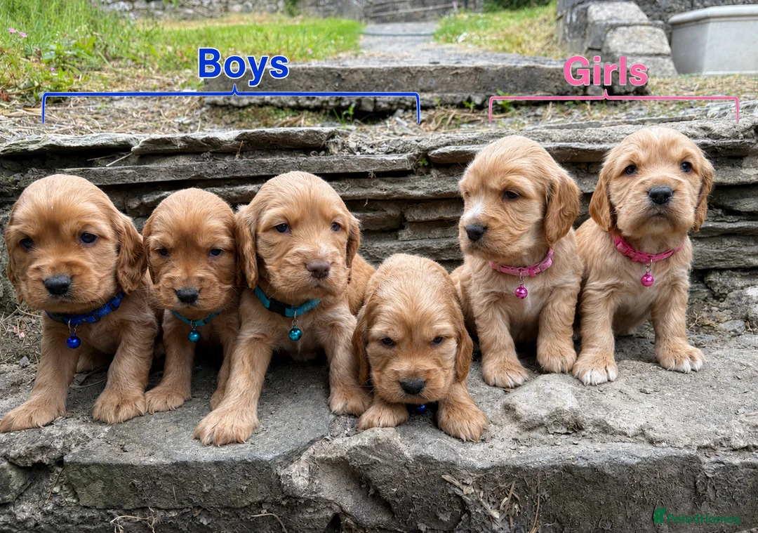 Cocker Spaniel dogs for sale: Show type/ parents DNA tested Cocker Spaniel pups! - Advert 1