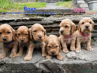 Cocker Spaniel dogs for sale: Show type/ parents DNA tested Cocker Spaniel pups! - Advert 2
