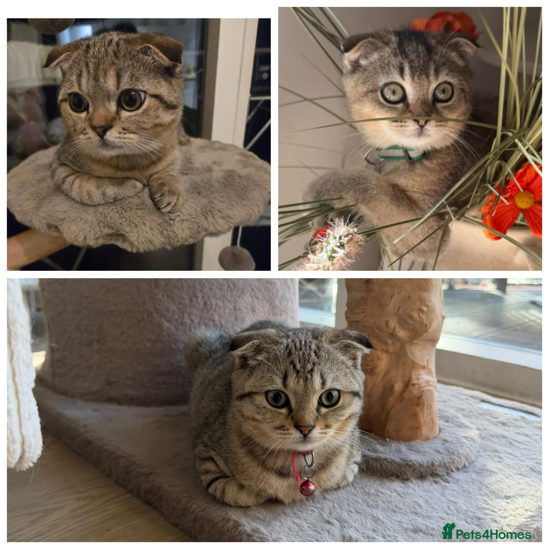 British Shorthair cats RARE BLACK GOLDEN BRITISH SHORTHAIR - Advert 2