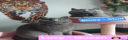 British Shorthair cats for stud: Active GCCF British Shorthair Stud  - Advert 2