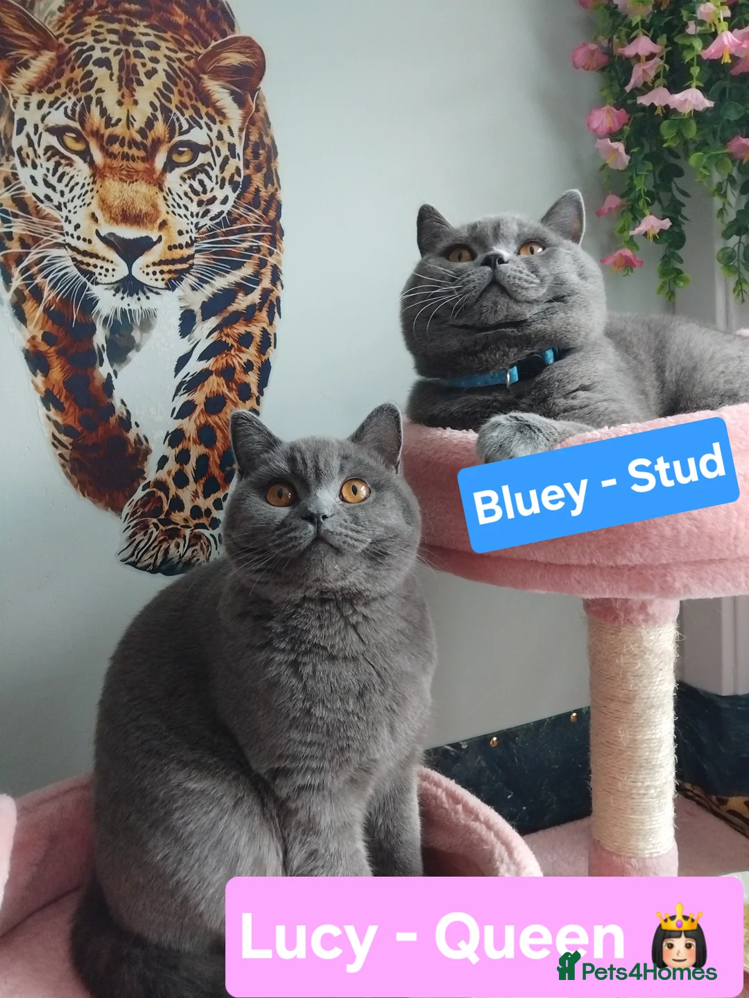 British Shorthair cats for stud: Active GCCF British Shorthair Stud  - Advert 2