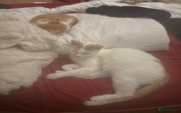 British Shorthair cats for sale: Ginger and white Tom - Image 4