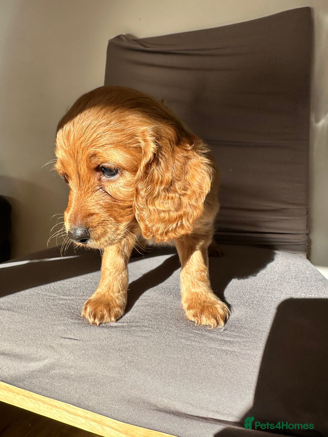 Cockapoo dogs for sale: Adorable Pappy Bread Cockapoo Puppies F2 - Image 1