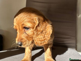 Cockapoo dogs - Advert 12