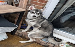 Siberian Husky dogs for sale: Female husky  - Image 4